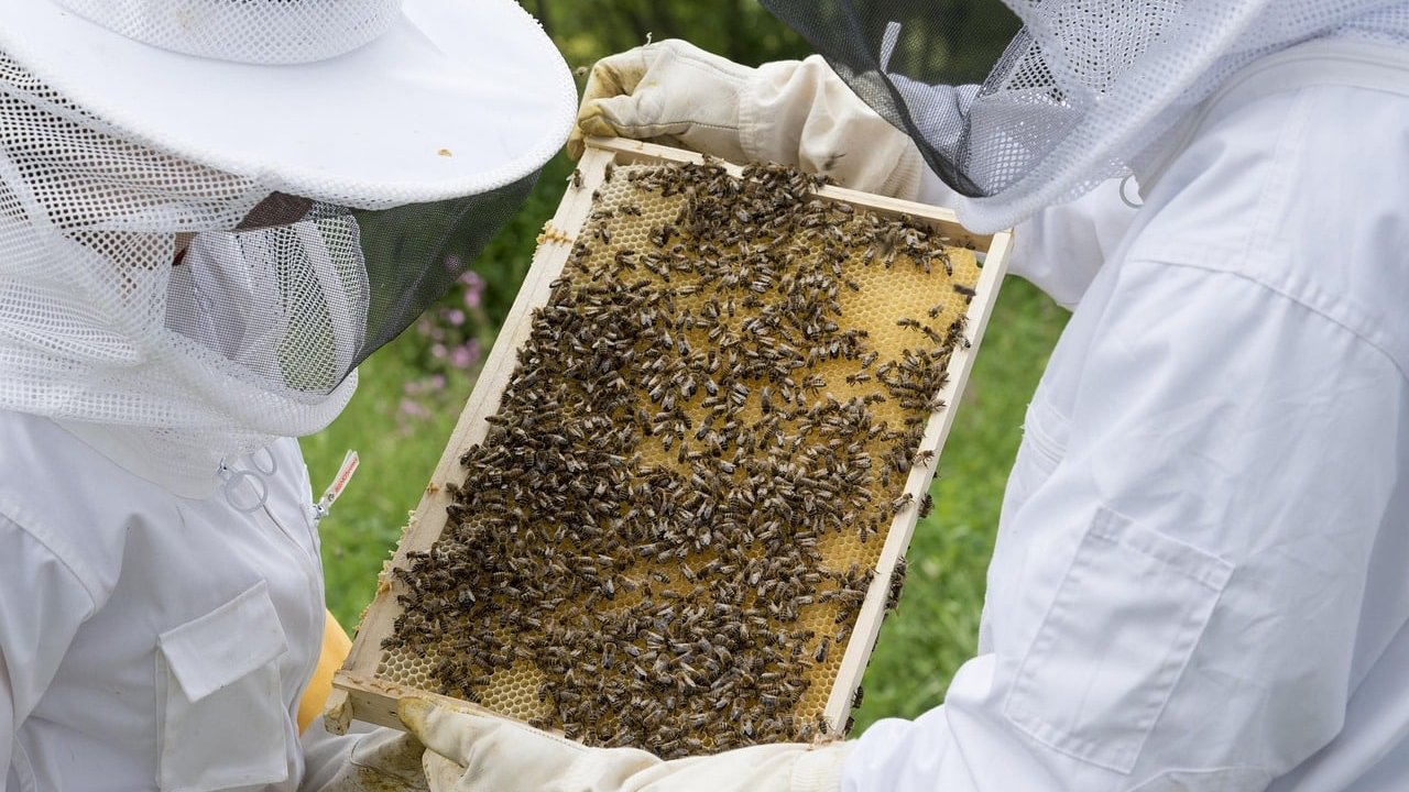 GRÜN fördert Umwelt- und Artenschutz mit eigenen Bienenstöcken