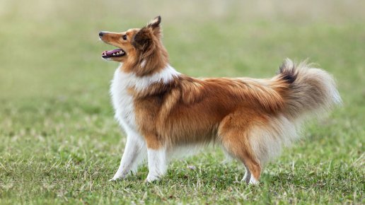 LASSIE